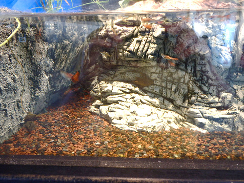 Fish Tank in the Hemisfèric.